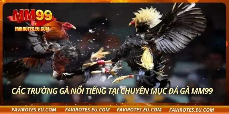 Các trường gà nổi tiếng tại chuyên mục đá gà MM99