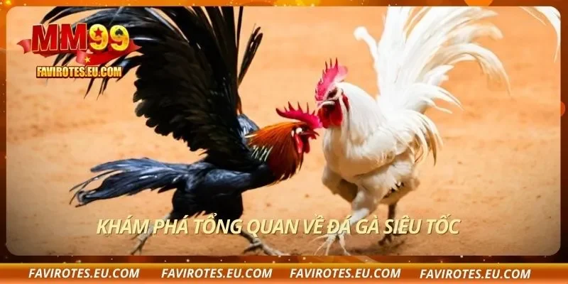 Khám phá tổng quan về đá gà siêu tốc