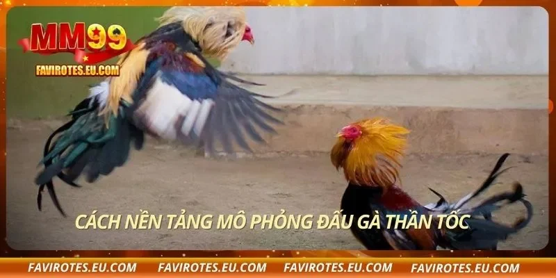 Cách nền tảng mô phỏng đấu gà thần tốc