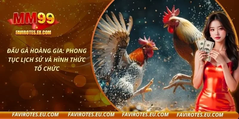 Đấu Gà Hoàng Gia: Phong Tục Lịch Sử Và Hình Thức Tổ Chức